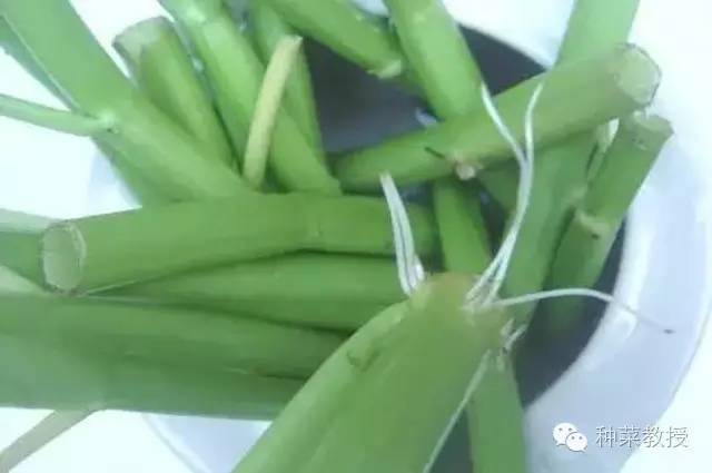 阳台种菜的土没有营养了怎么办,种子种菜阳台教程