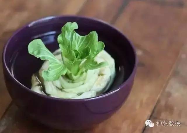 阳台种菜的土没有营养了怎么办,种子种菜阳台教程