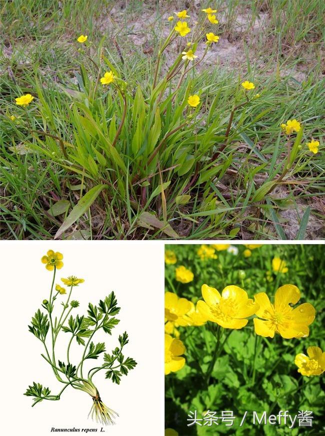 什么植物吃了有生命危险,这5种植物不能吃