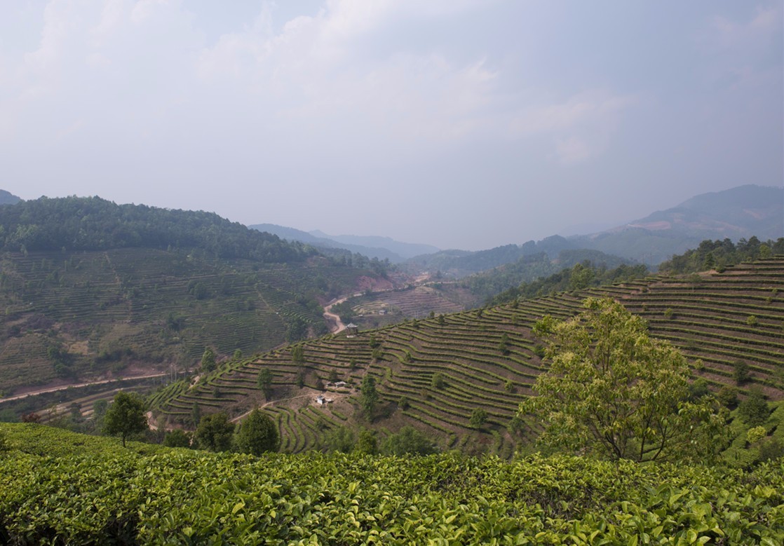 扶贫云南茶,云南茶叶今日热点