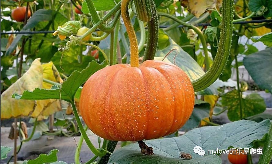 龟吃什么怎么喂,所有龟粮都适合龟龟吃吗