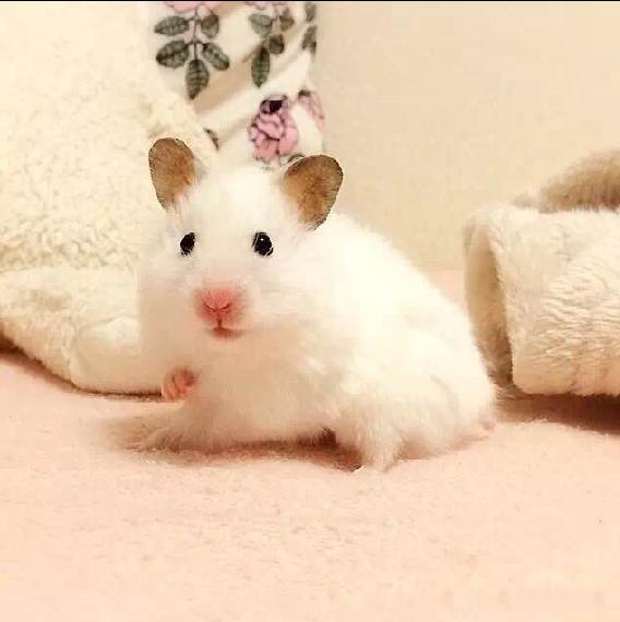 小仓鼠幼鼠可以吃什么,仓鼠幼鼠最爱吃什么