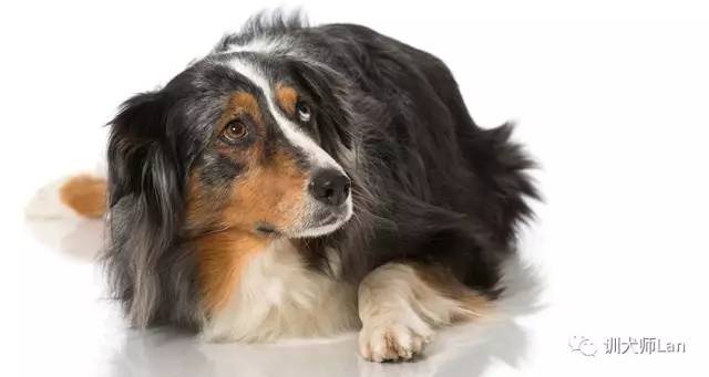 狗狗怕细菌多怎么办,怎样帮助狗狗克服恐惧心理