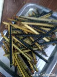 画眉鸟换毛期间喂什么活虫最好,画眉鸟换羽期要吃什么