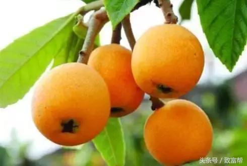 亩产收益最高的果树,收益最高的果树是哪种