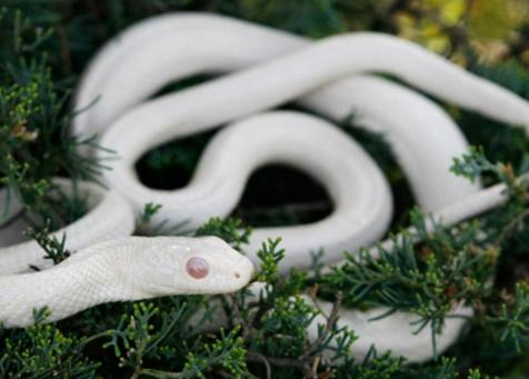 她斩杀一条蛇，不长腰疼得厉害