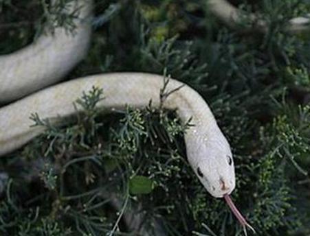 她斩杀一条蛇，不长腰疼得厉害