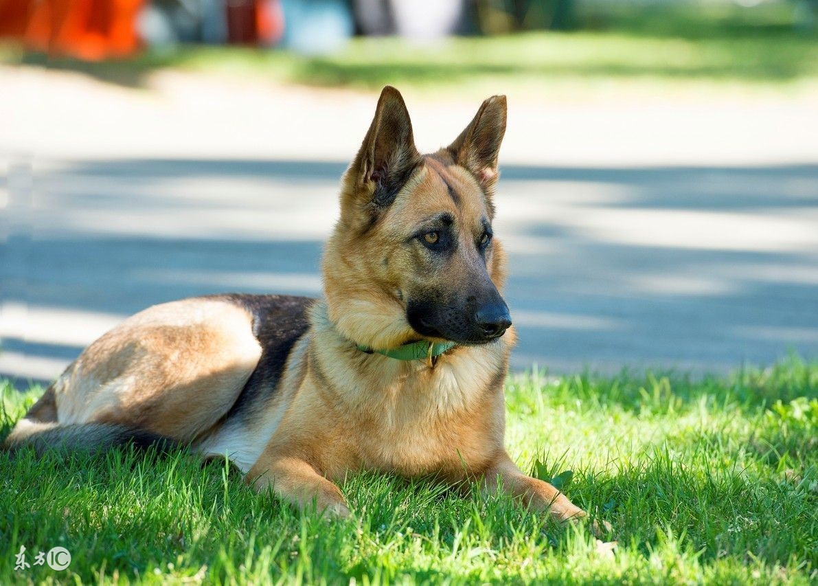 狗狗补血最好的药,狗什么牌子的血清好