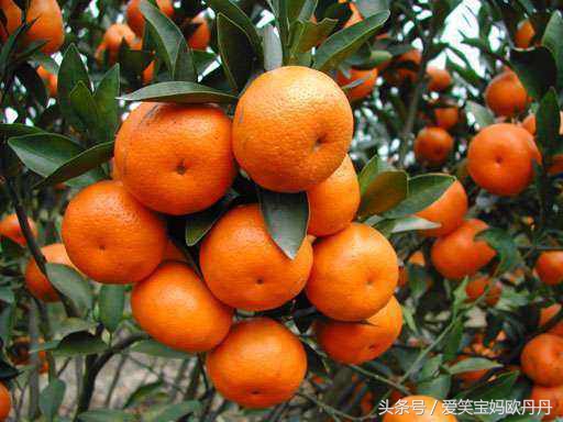 怎么缓解孕吐吐得一塌糊涂,盘点明星孕吐