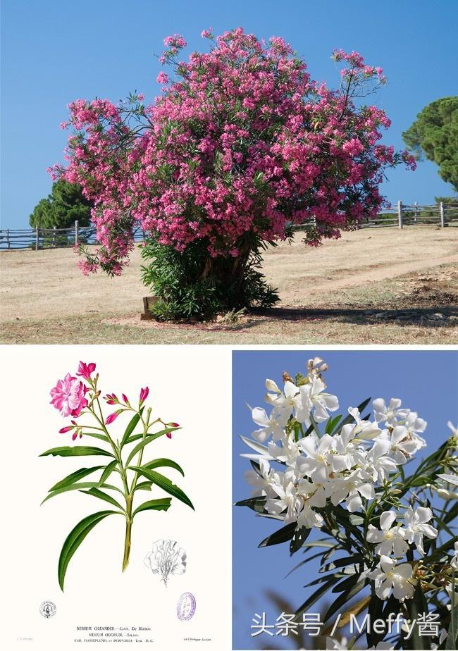 什么植物吃了有生命危险,这5种植物不能吃