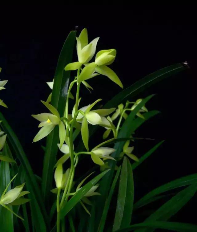 四季兰用什么盆栽最好看,四季兰花期养护