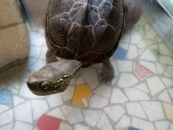 发现养的龟下的蛋全碎了，算了还是中午加个菜吧