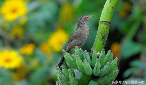 画眉鸟眉毛挑选图片,画眉鸟的挑选和饲养