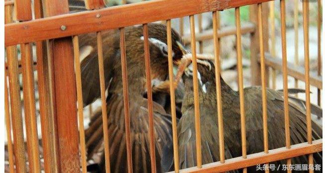 画眉鸟眉毛挑选图片,画眉鸟的挑选和饲养