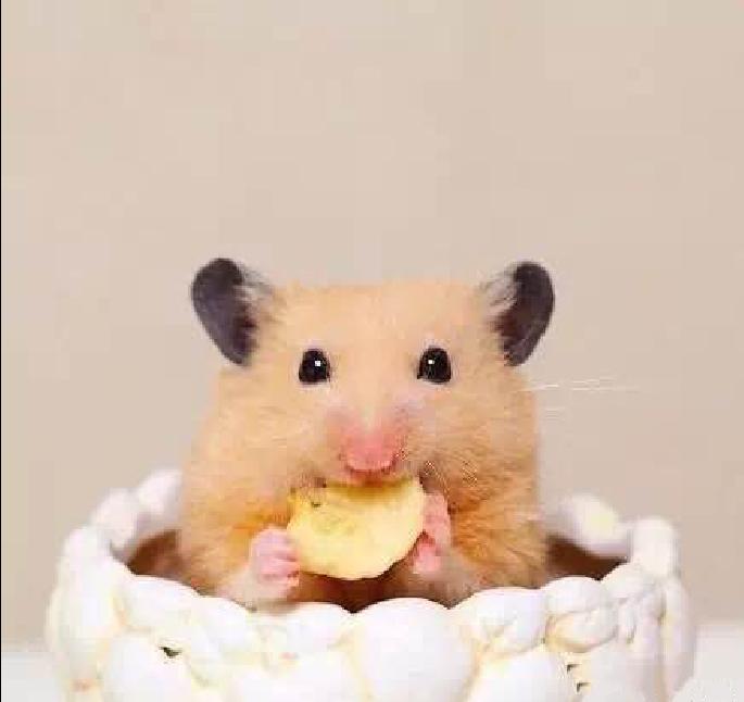 小仓鼠幼鼠可以吃什么,仓鼠幼鼠最爱吃什么