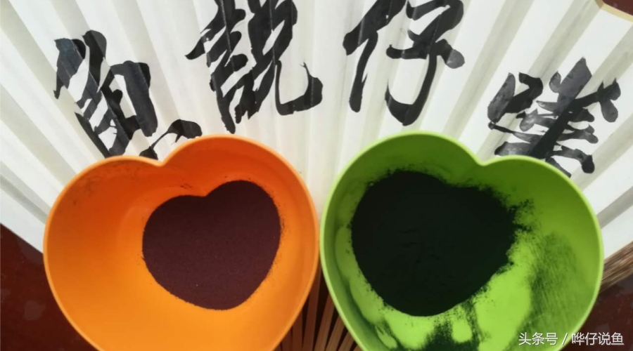 观赏鱼喂什么饲料最好,如何给鱼喂食的正确方法