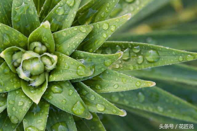 芦荟干瘪发黄发软怎么拯救,如何救活快要枯萎的芦荟