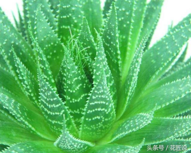 芦荟干瘪发黄发软怎么拯救,如何救活快要枯萎的芦荟