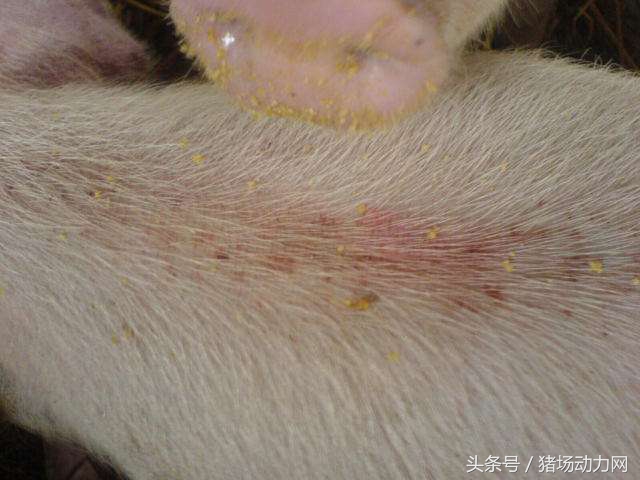 母猪产后几天仔猪不明原因死,刚下崽的母猪反复发烧怎么处理