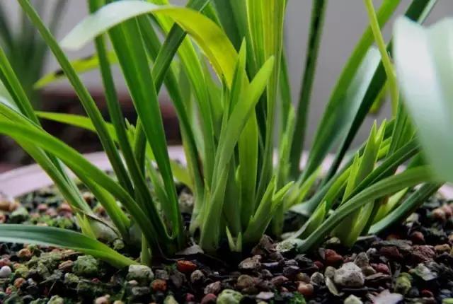 四季兰用什么盆栽最好看,四季兰花期养护