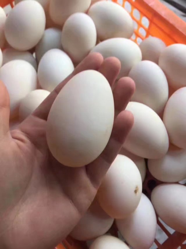 为什么腌咸鸭蛋不出油,腌咸鸭蛋不咸怎么补救