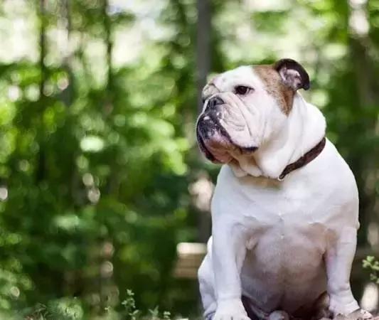 斗牛犬各种疾病的表现,斗牛犬突然后腿站不稳怎么治