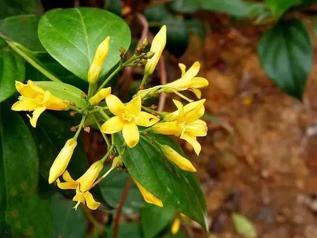 鹤顶红，断肠草，武侠剧中的奇门剧毒真的无药可解？