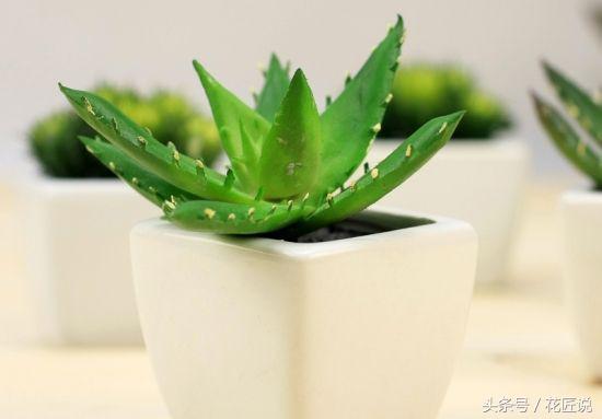 芦荟干瘪发黄发软怎么拯救,如何救活快要枯萎的芦荟