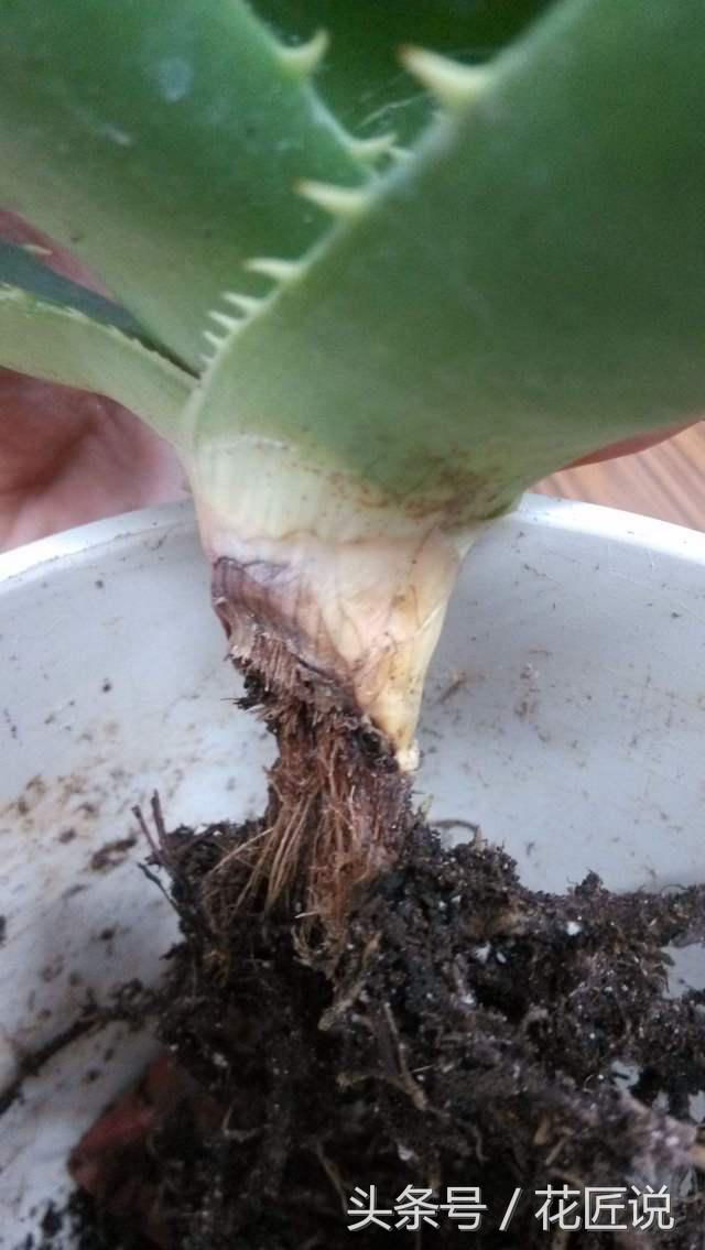 芦荟干瘪发黄发软怎么拯救,如何救活快要枯萎的芦荟