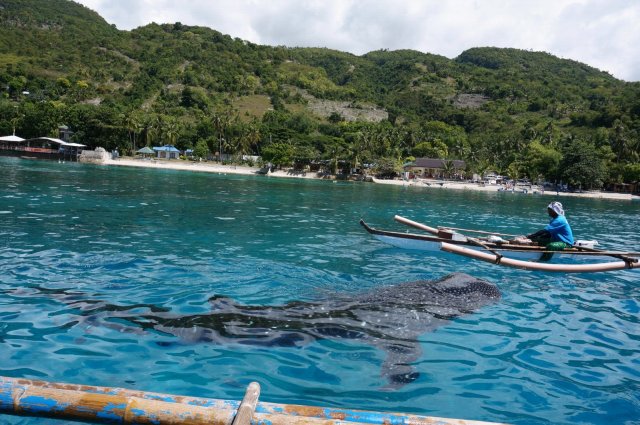 杜马盖地阿波岛图片,杜马盖地阿波岛攻略