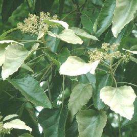 云南可以做手串的植物,山东有什么适合做手串的植物