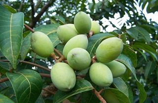 云南可以做手串的植物,山东有什么适合做手串的植物