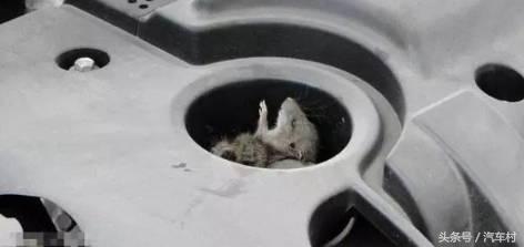 爱车被动物入侵怎么办,爱车遭小猫破坏
