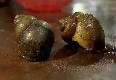 孕妇误食福寿螺导致流产,孕妇误食福寿螺