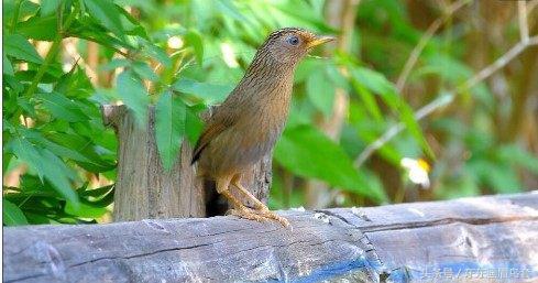 画眉鸟眉毛挑选图片,画眉鸟的挑选和饲养