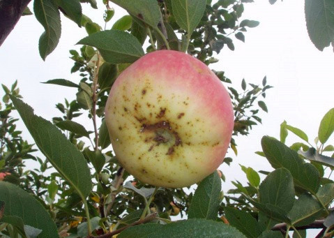 苹果上有密密麻麻的小斑点,苹果小白斑影响什么