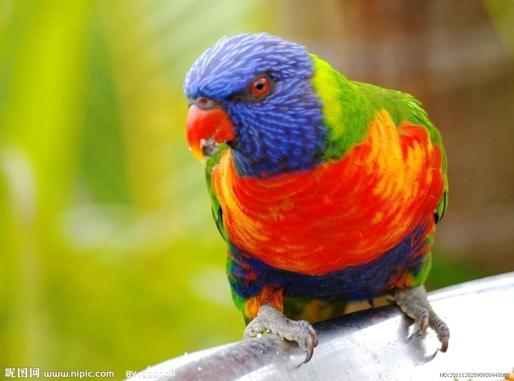 鹦鹉突然狂扇翅膀大叫是为什么,鹦鹉在家里乱叫怎么办