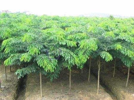 云南可以做手串的植物,山东有什么适合做手串的植物