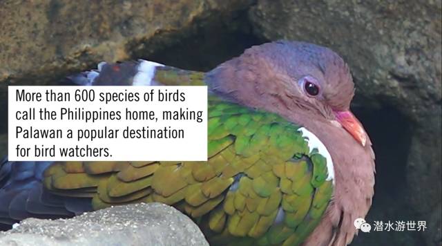 菲律宾10大海岛排名,菲律宾十大海岛