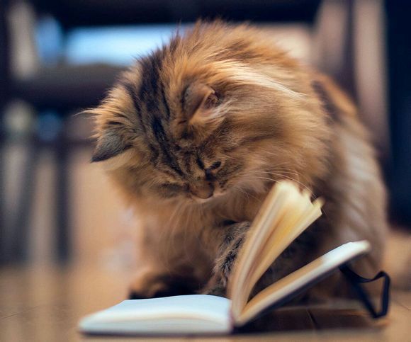 夏天开空调怎么预防猫咪感冒,怎样防止喵星人掉毛