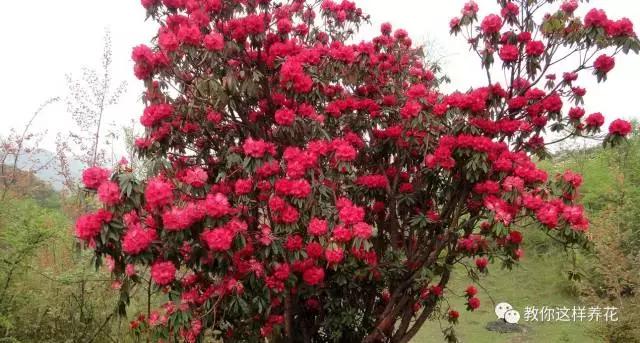 中国国花有什么样的品质,中国国花有什么品质