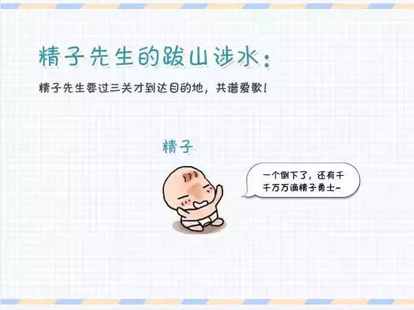 精子胚胎发育全过程,精子卵子发育过程