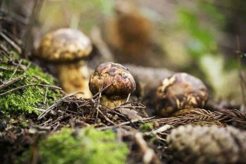 买松茸的关注什么,买松茸要啥证