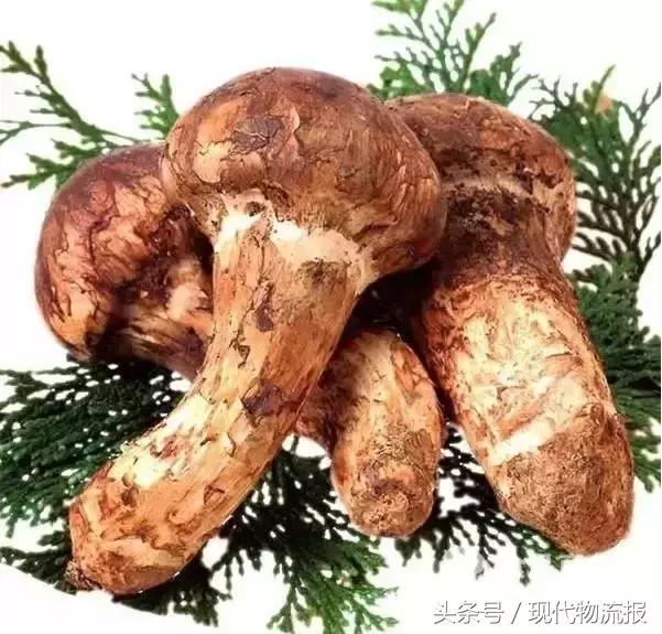 抢占“鲜”机，这家快递巨头正助力田间美味速送全国