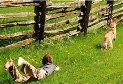 出门遛狗狗不拉屎怎么办,遛狗狗狗不愿意回家