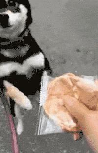 出门遛狗狗不拉屎怎么办,遛狗狗狗不愿意回家