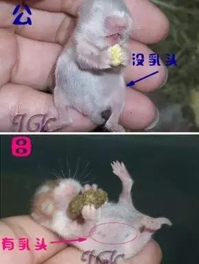仓鼠如何辨认是公是母,仓鼠的性别如何判断的呢