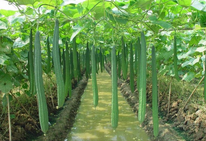 农民种植哪些水果多一些,十大适合农村种植的蔬菜项目推荐