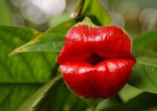 自然界最常见的菌类,令人无法解释的奇怪菌类