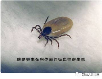 狗狗驱虫前洗澡还是驱虫后洗澡,狗狗体外驱虫什么时候再驱虫